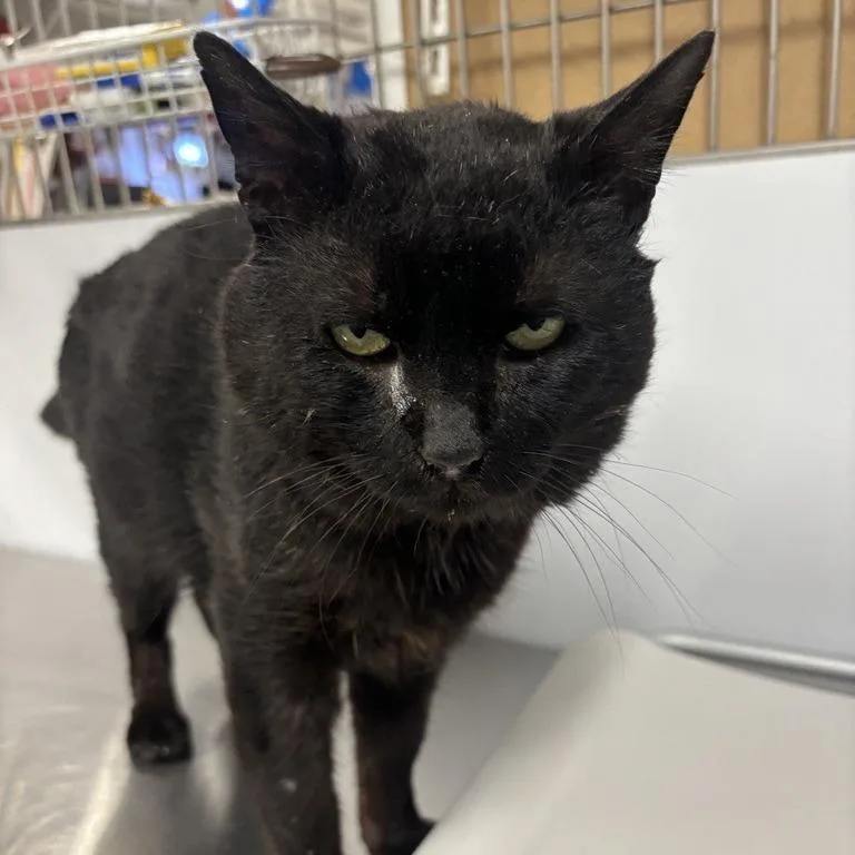 Bruce Wayne thumbnail 4