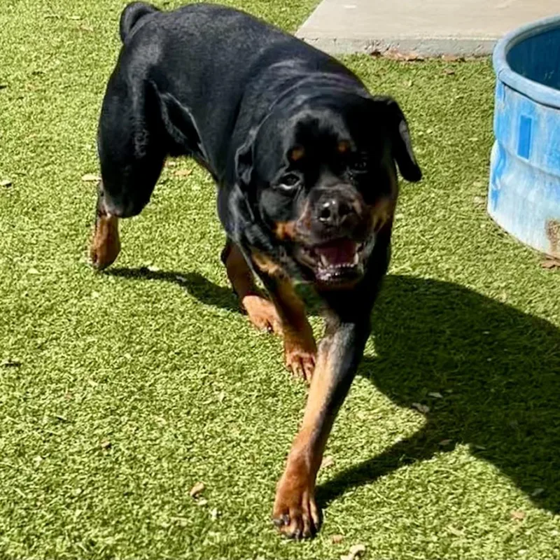 Clifford thumbnail 2