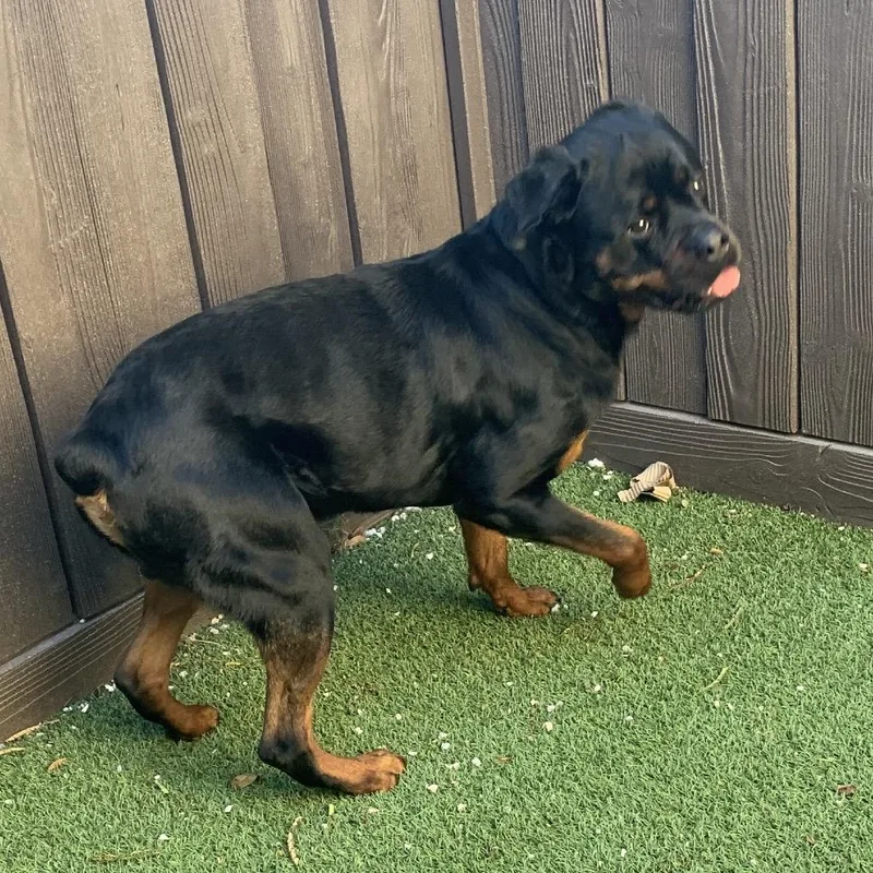 Clifford thumbnail 3