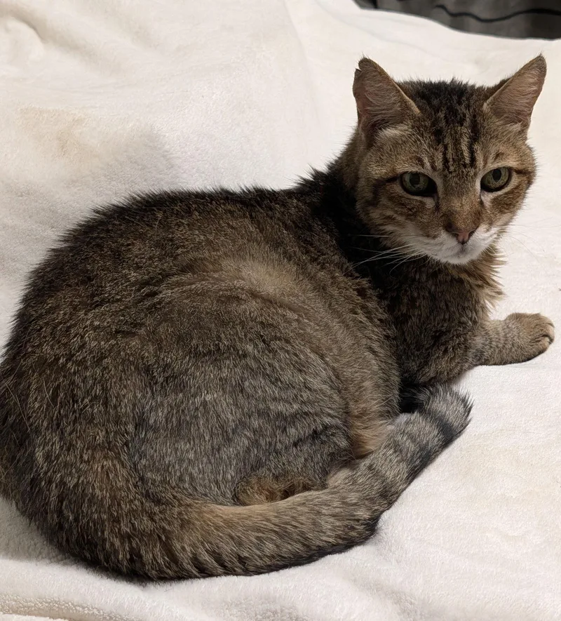 A senior large-sized male Domestic Short Hair cat named Jake for adoption in Pompano Beach, FL