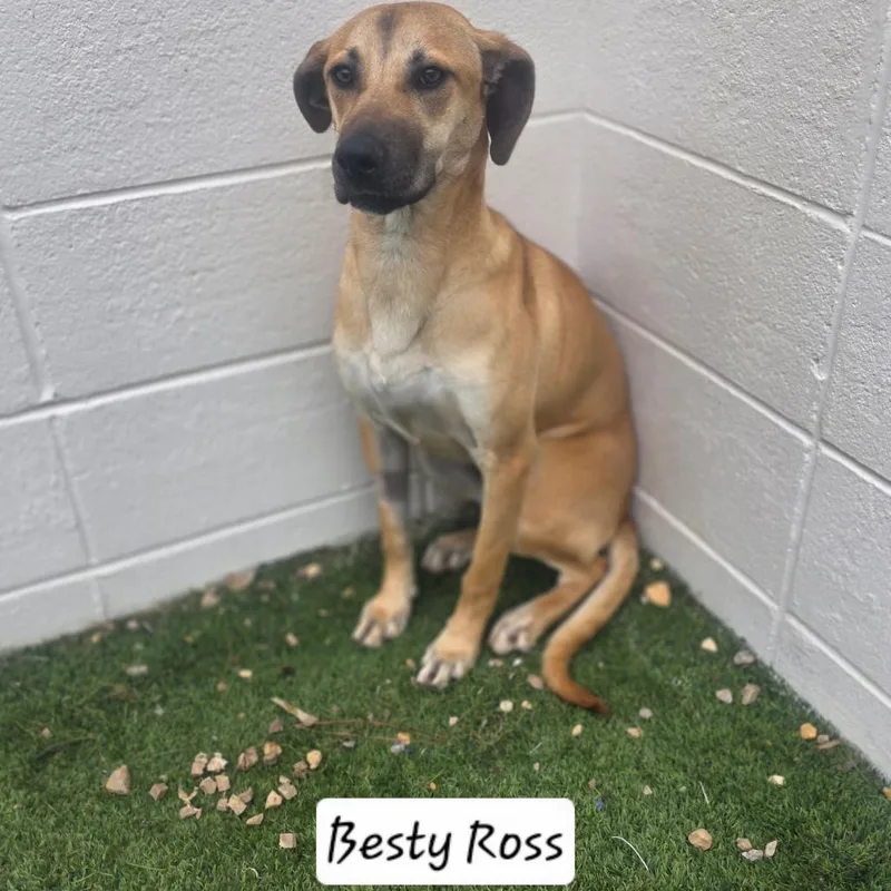 Besty Ross thumbnail 3