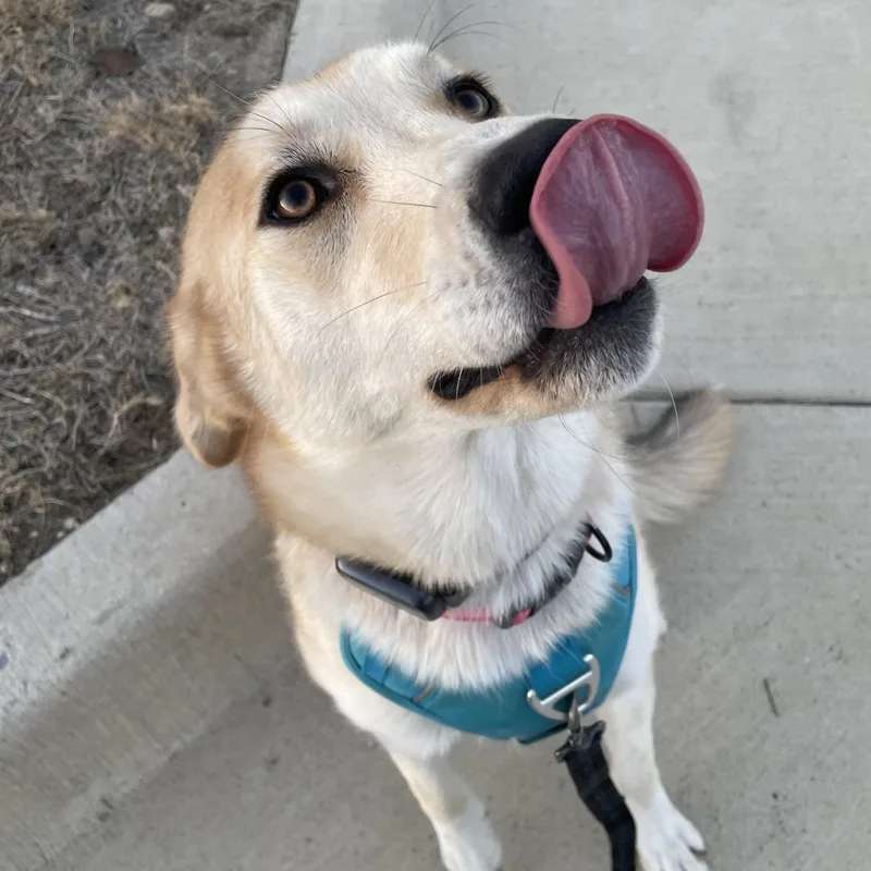 Macadamia thumbnail 2