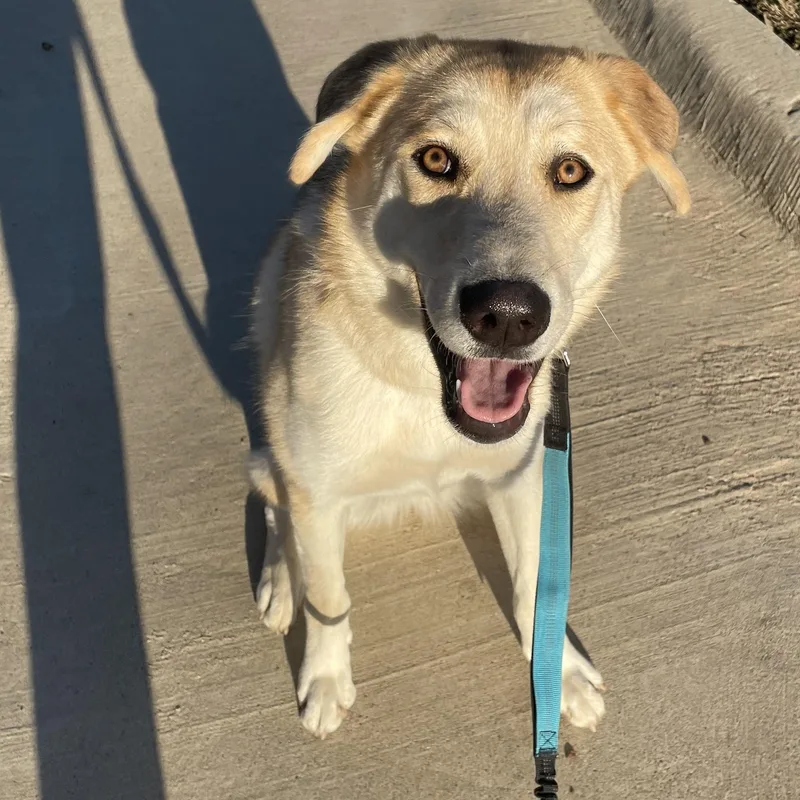 Macadamia thumbnail 3