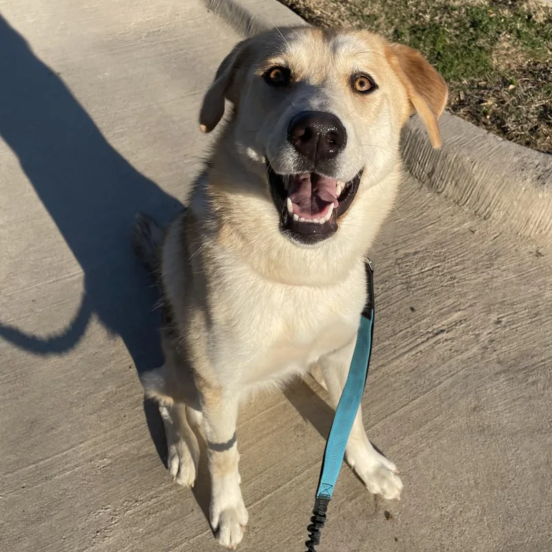 Macadamia thumbnail 4