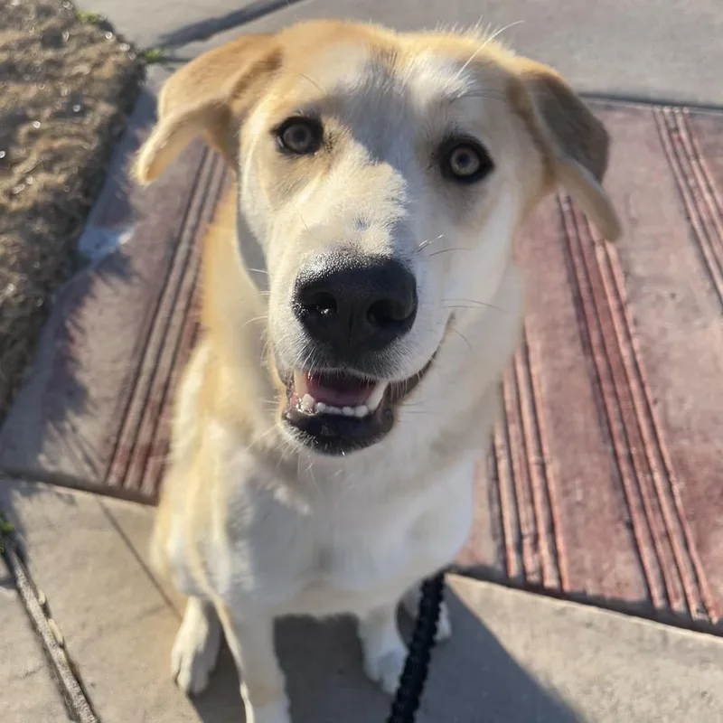 Macadamia thumbnail 5