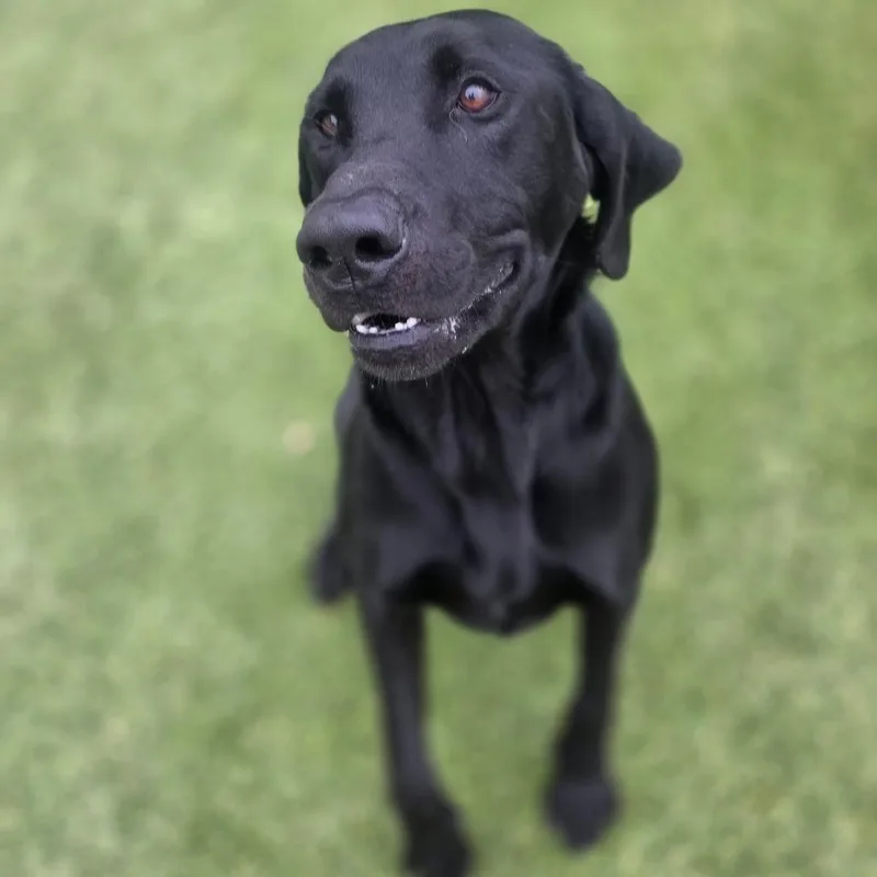 Morningstar thumbnail 2