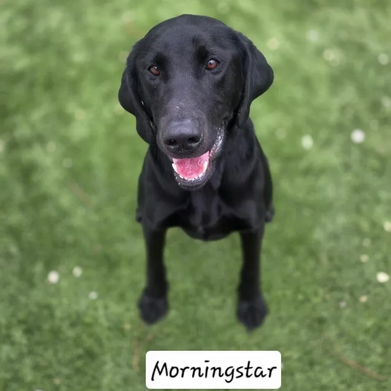 Morningstar thumbnail 3