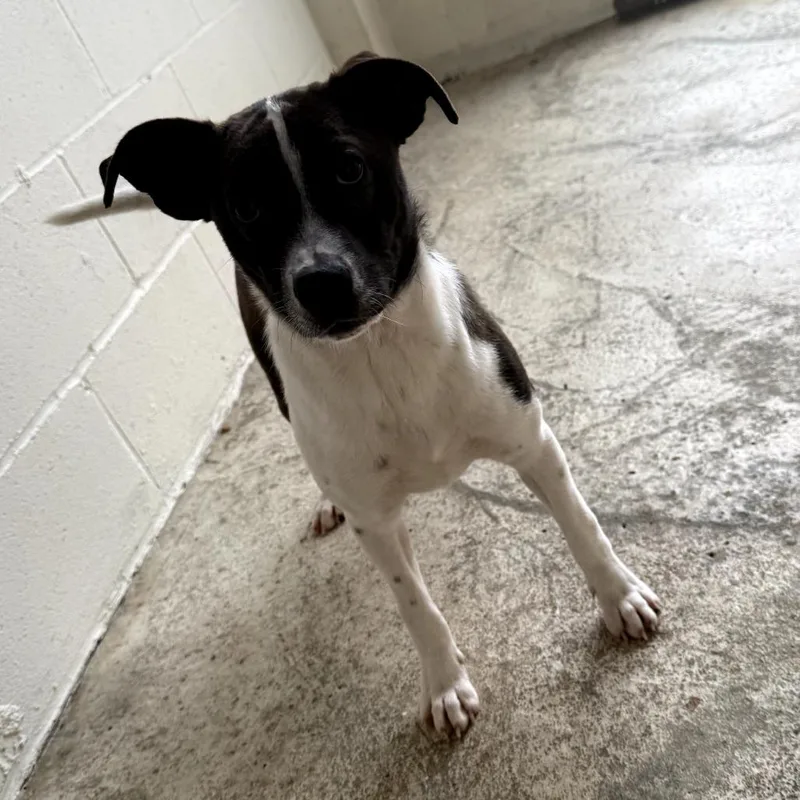 Roscoe Bain thumbnail 2