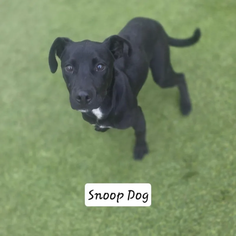 Snoop Dog thumbnail 2