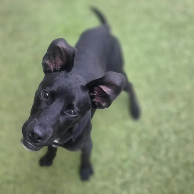 Snoop Dog thumbnail 3