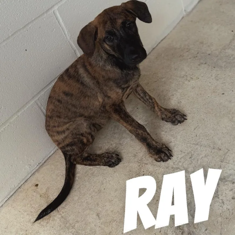 Ray