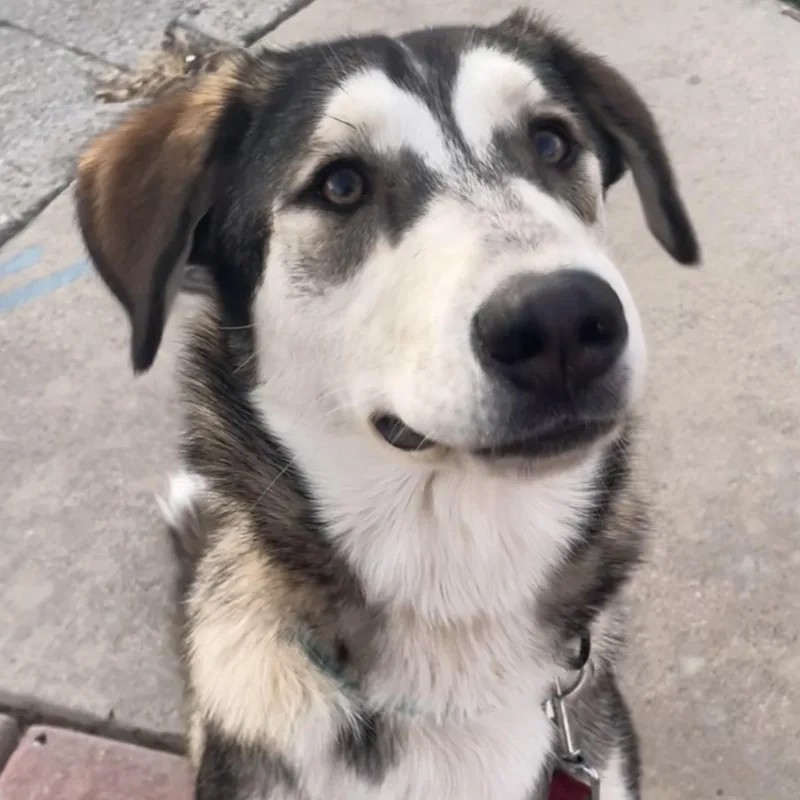 Pistachio thumbnail 2