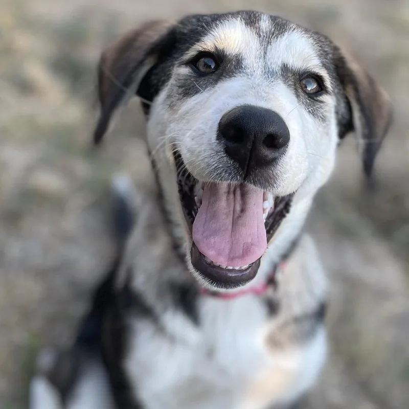 Pistachio thumbnail 3