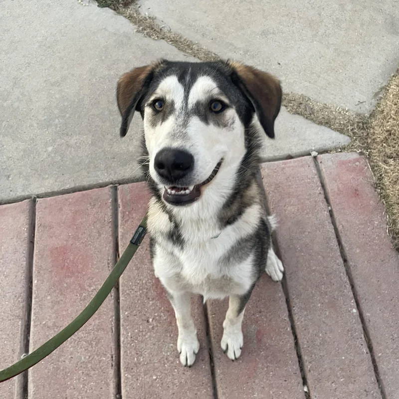 Pistachio thumbnail 4