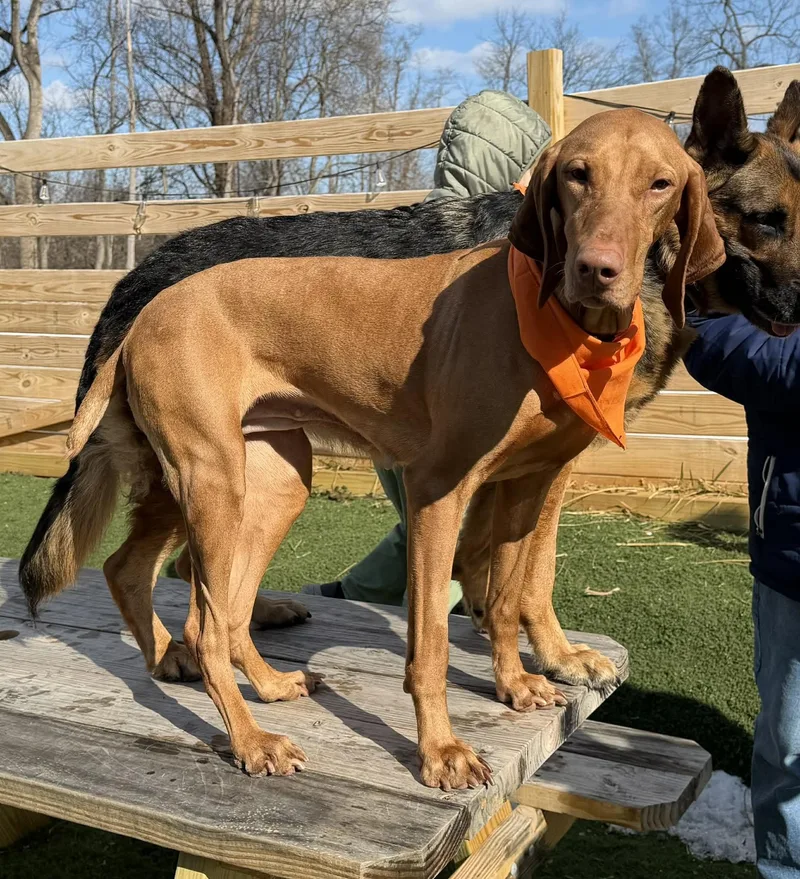 An adult medium-sized male Vizsla dog named Ember for adoption in Kutztown, PA