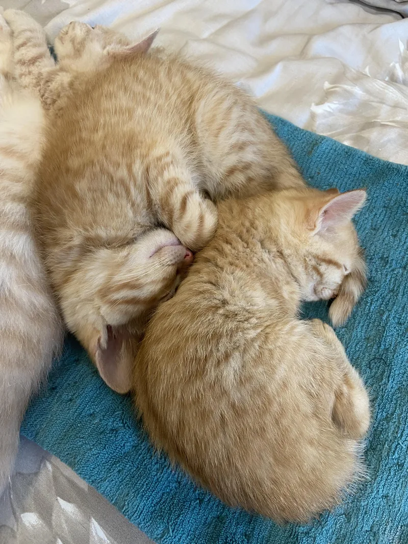 Peanut And Walnut! Brother thumbnail 2