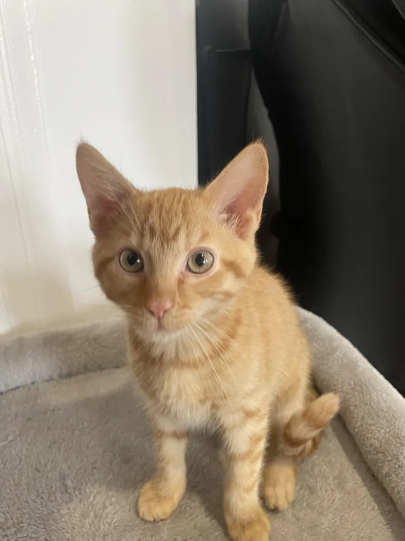 Peanut And Walnut! Brother thumbnail 3