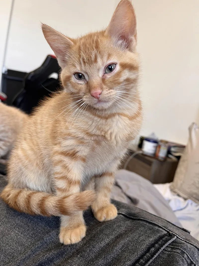 Peanut And Walnut! Brother thumbnail 4