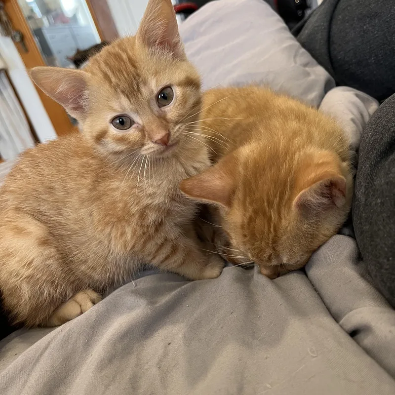 Peanut And Walnut! Brother photo 1