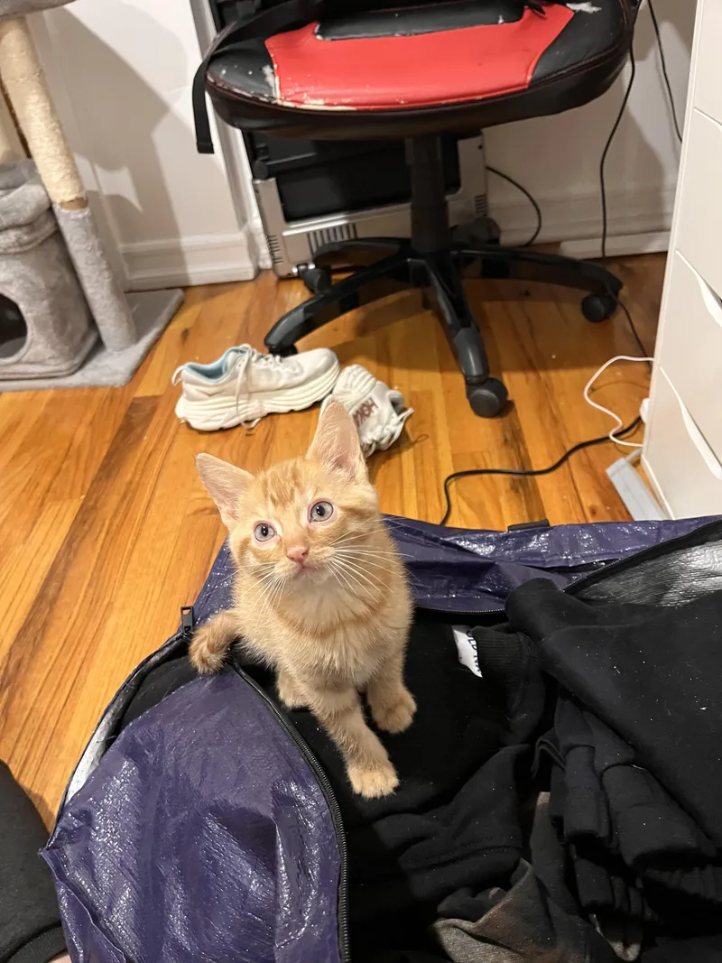 Peanut And Walnut! Brother thumbnail 5