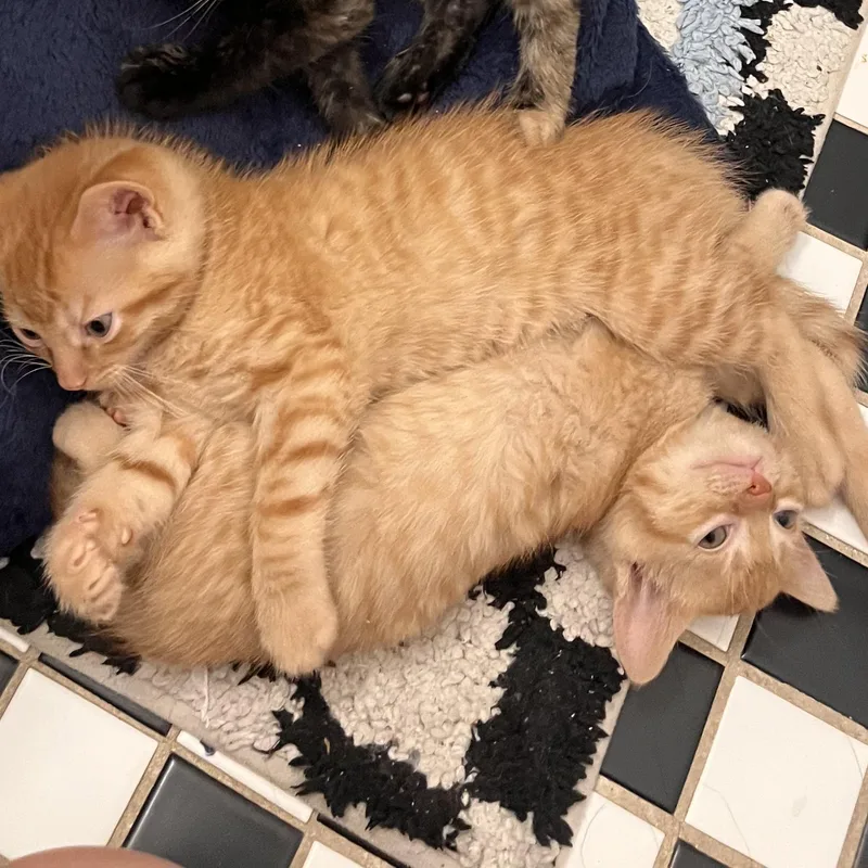 Peanut And Walnut! Brother thumbnail 6