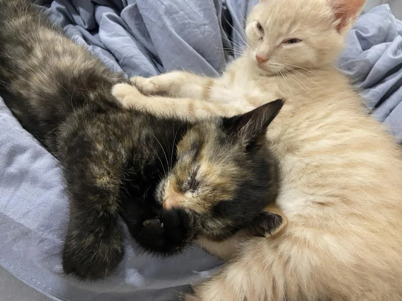 Pistachio And Cashew! Cutest