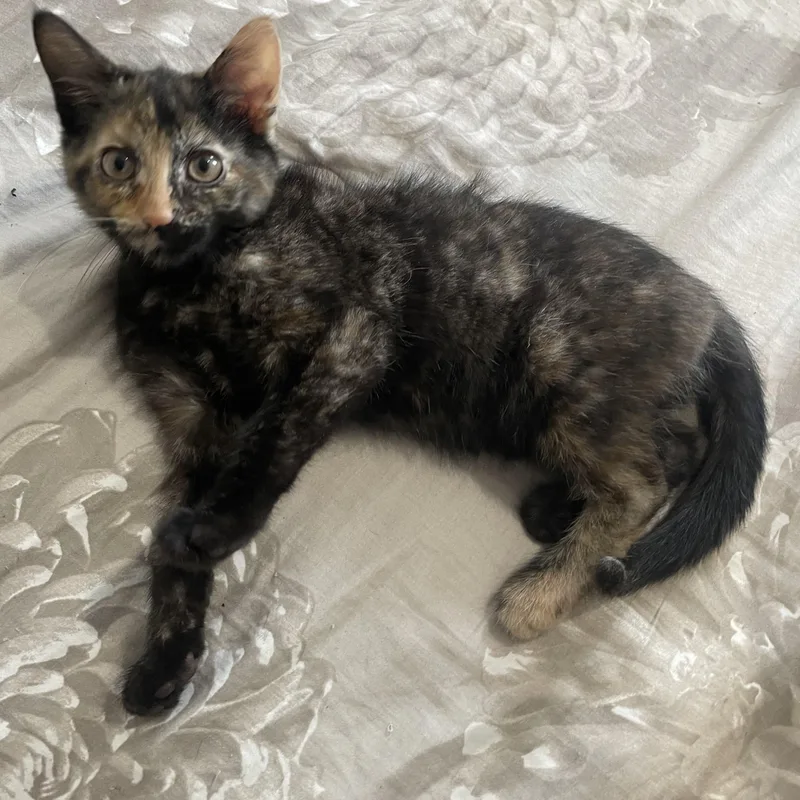 Pistachio And Cashew! Cutest thumbnail 2