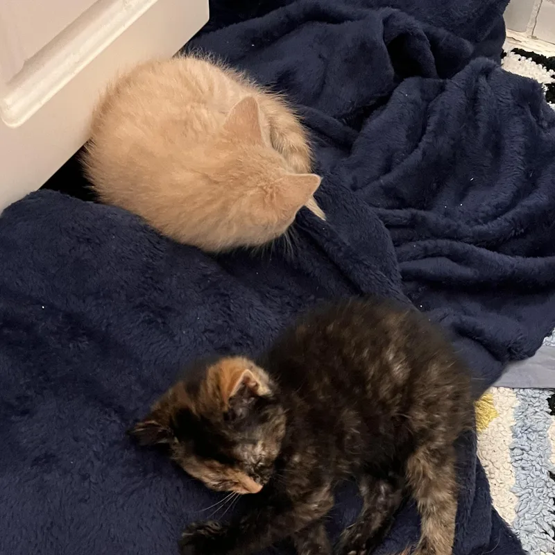 Pistachio And Cashew! Cutest thumbnail 3