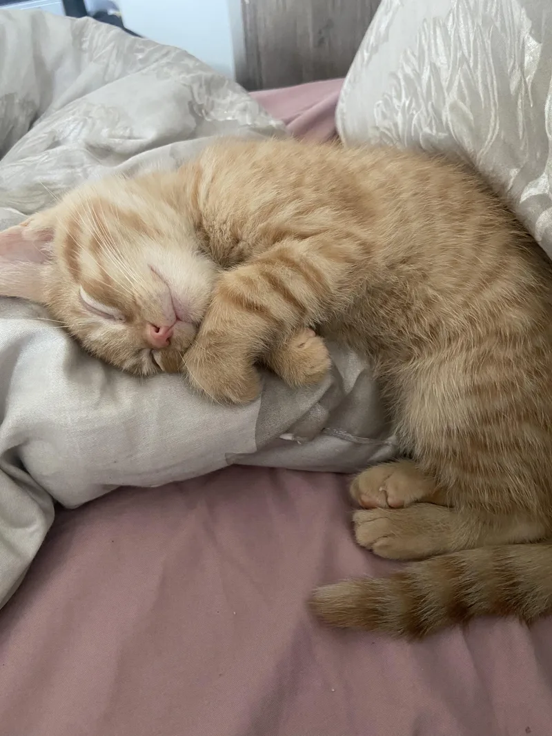 Pistachio And Cashew! Cutest thumbnail 4