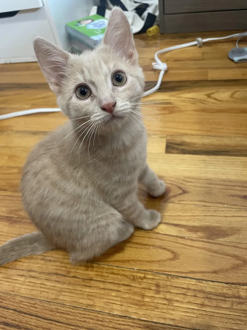 Pistachio And Cashew! Cutest thumbnail 5