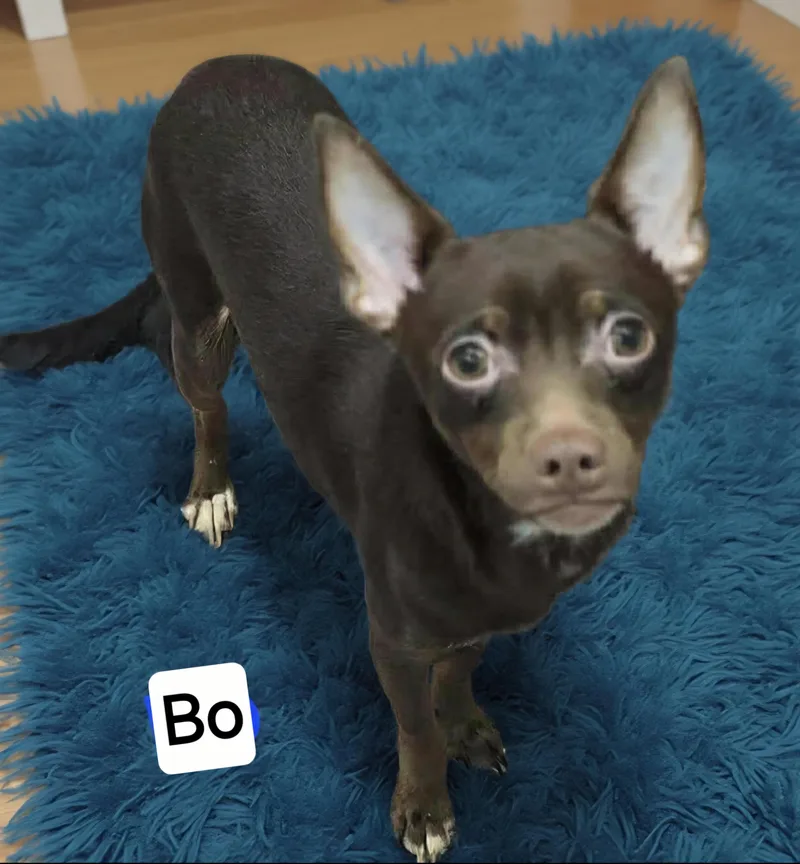 Bo