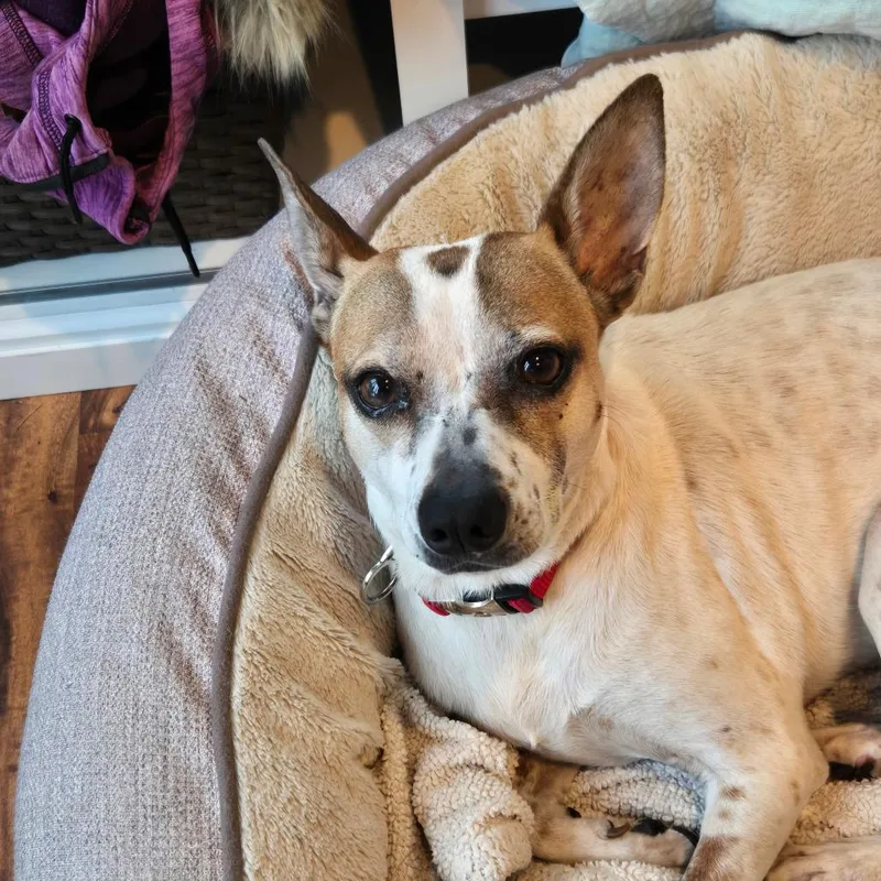 Dominique thumbnail 2