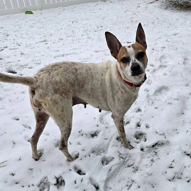 Dominique thumbnail 3