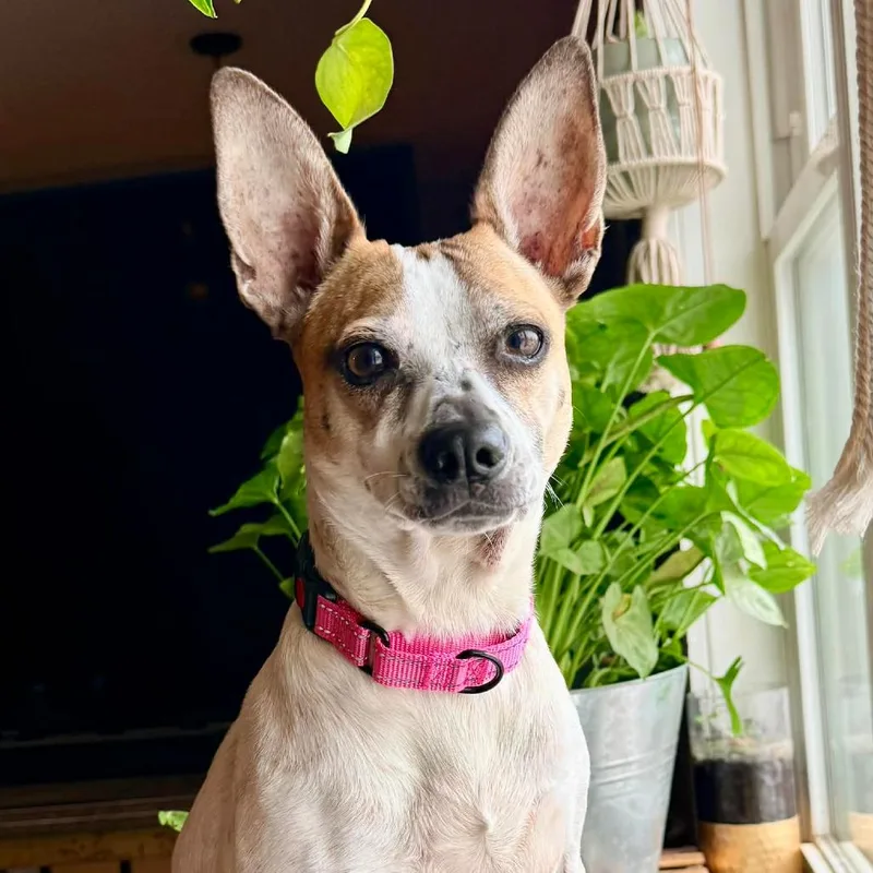 Dominique thumbnail 4