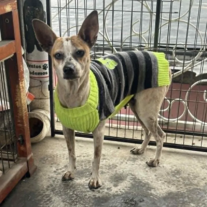 Dominique thumbnail 5