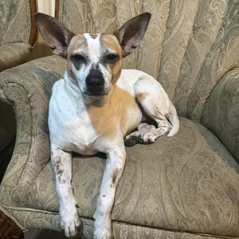 Dominique thumbnail 6