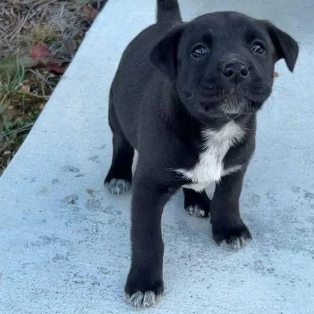 Frodo  Arriving In thumbnail 2