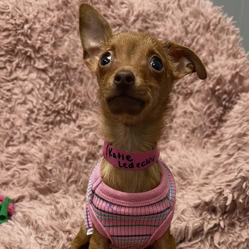 Katie Ledecky thumbnail 2