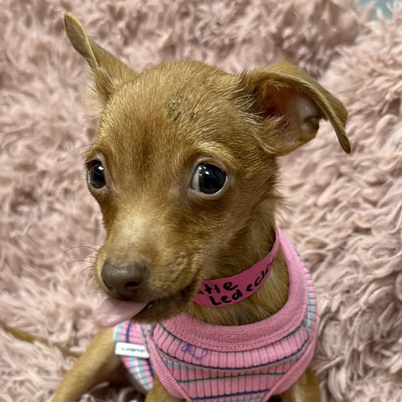 Katie Ledecky thumbnail 3