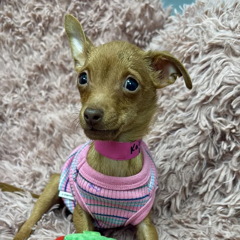 Katie Ledecky thumbnail 6