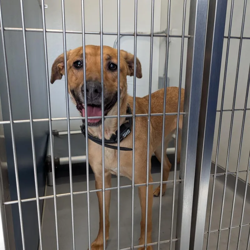 Peanut Butter thumbnail 2