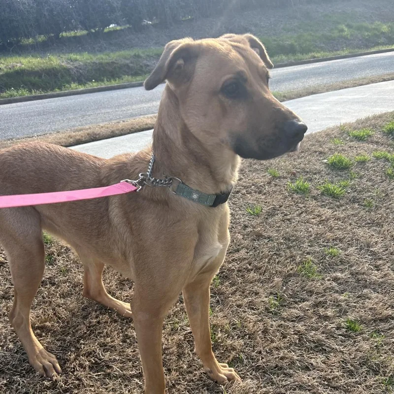 Peanut Butter thumbnail 3