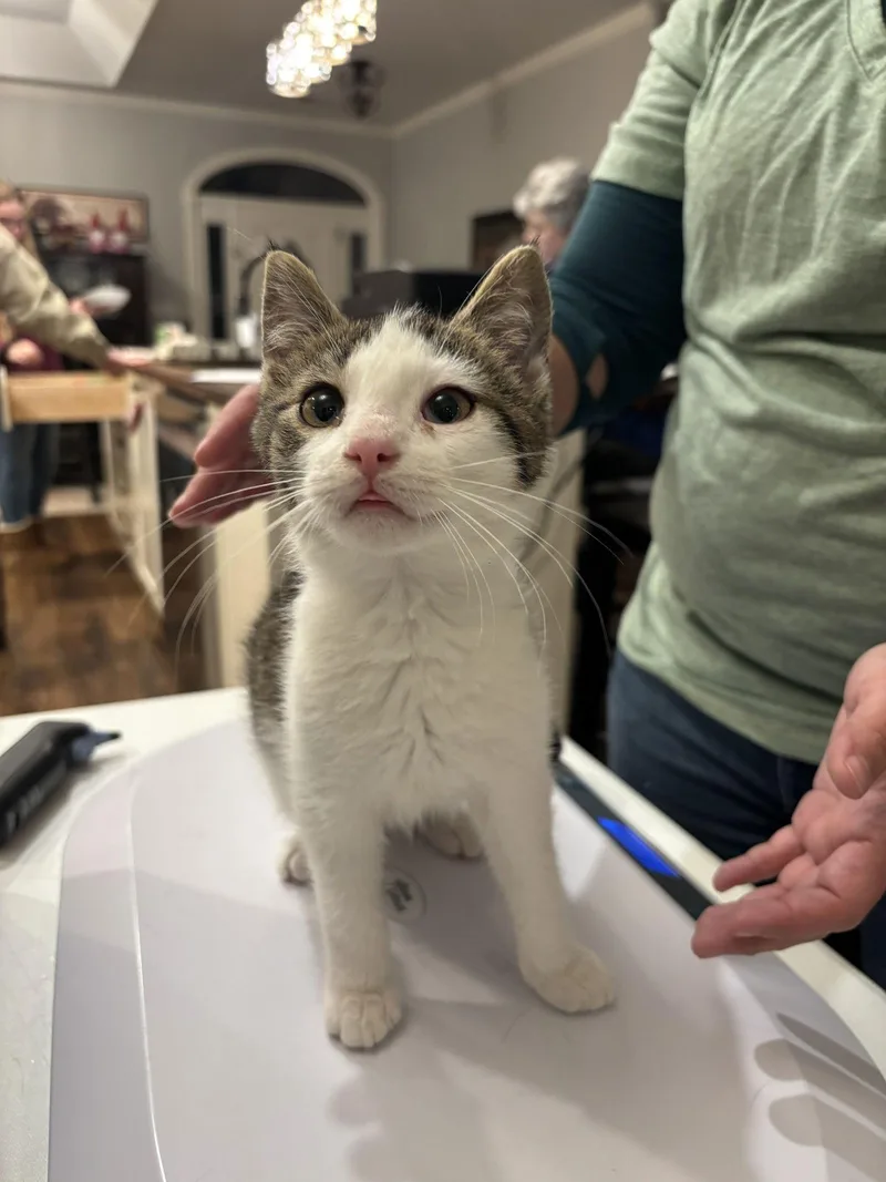 Cherry Picker thumbnail 2