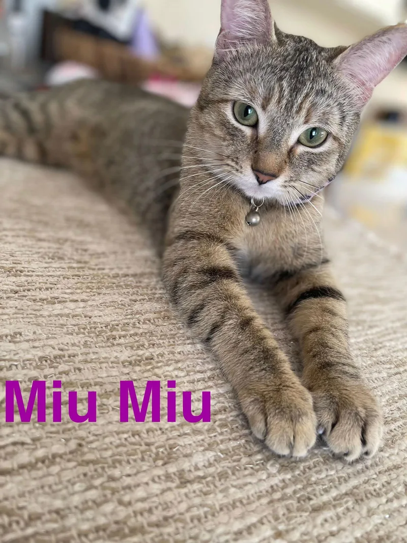 Miu Miu