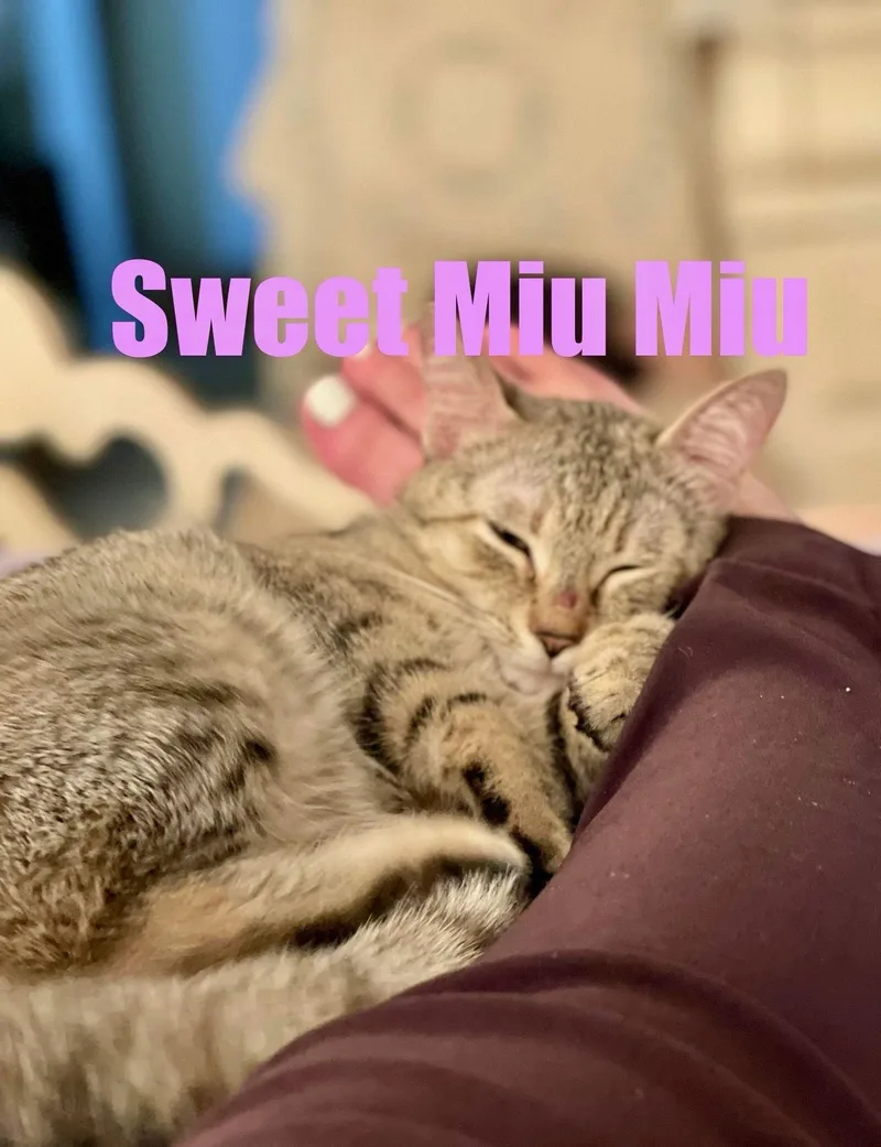 Miu Miu thumbnail 3