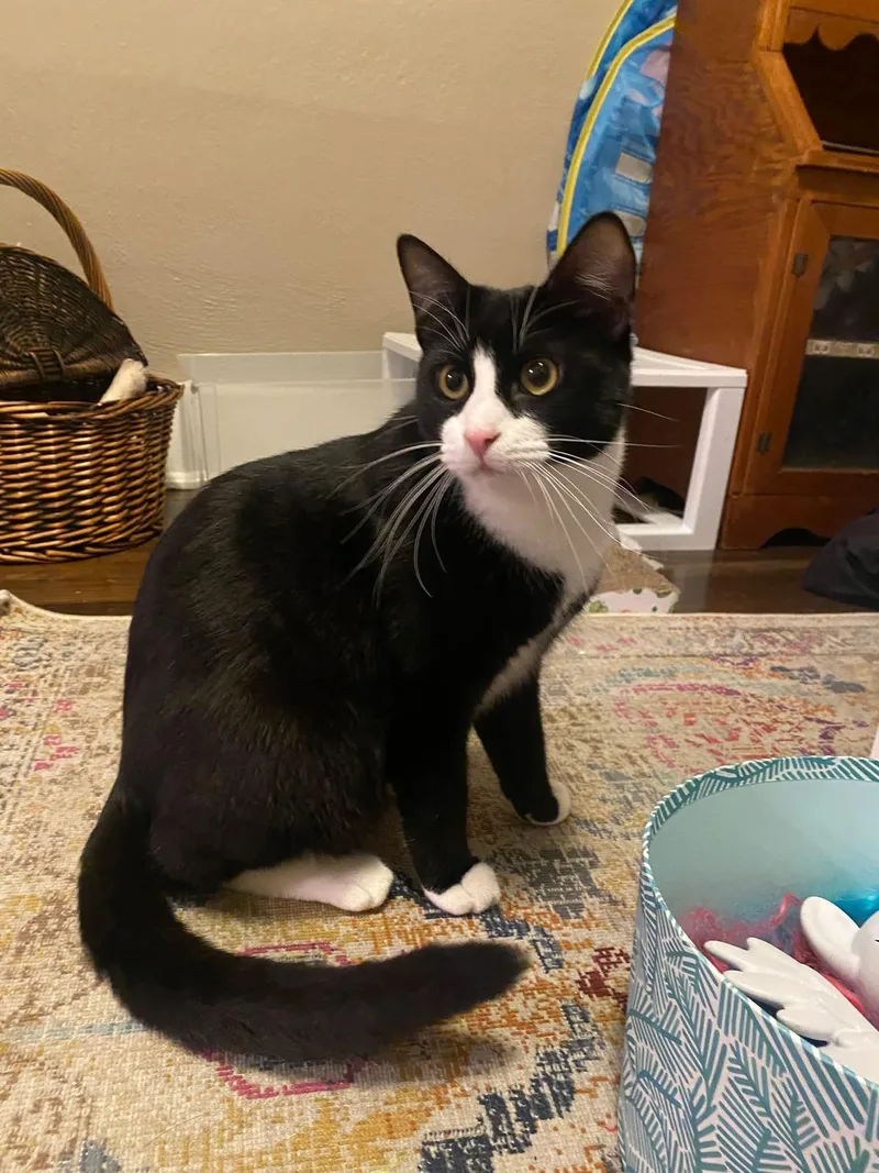 Spirit Teenage Tuxies