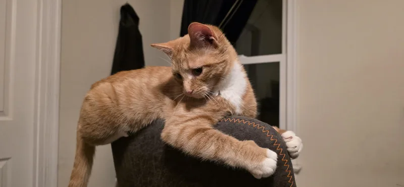 A baby medium-sized male Orange & White Tuxedo cat named Paddington for adoption in Richmond, VA