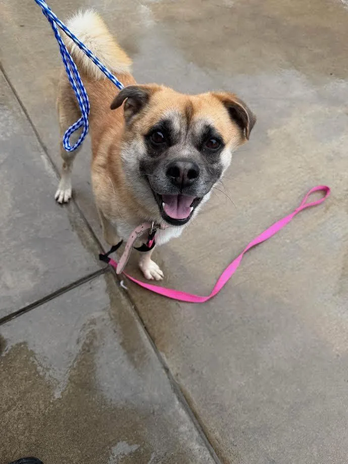 An adult medium-sized male Yellow / Tan / Blond / Fawn Chow Chow dog named Wassups for adoption in Oakdale, CA