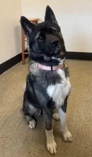 A young large-sized female Black Akita dog named Moira for adoption in Cleveland, OH