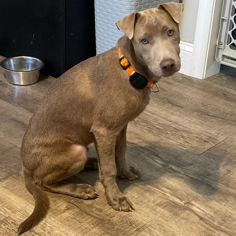 Bobby Boucher thumbnail 2